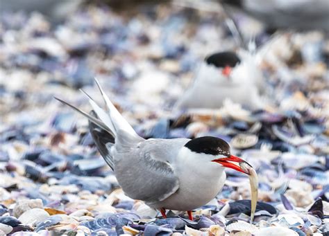 Manmade Common Tern breeding platform on Behance