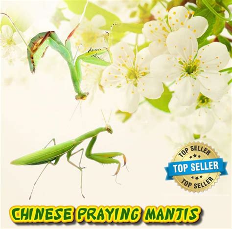 You Can Buy a Live Praying Mantis as a Pet Online