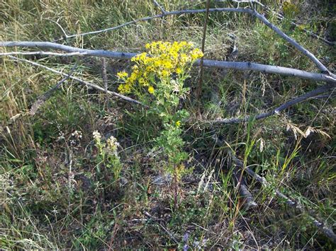 Tansy Ragwort | ISCMV