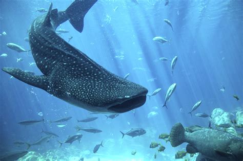 whale shark | Justin Henry | Flickr