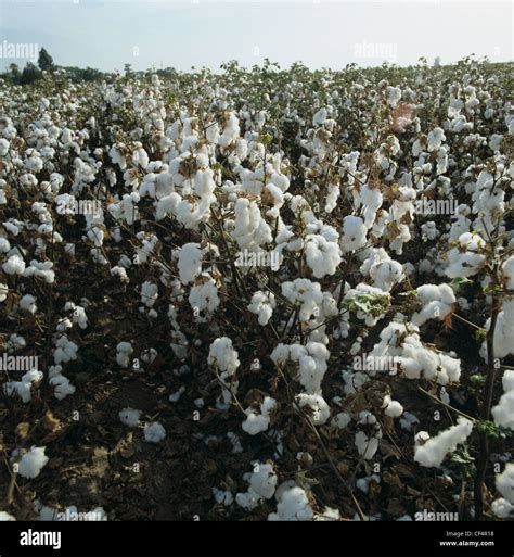 Cotton crop hi-res stock photography and images - Alamy