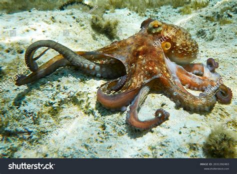 421 Kraken octopus Stock Photos, Images & Photography | Shutterstock