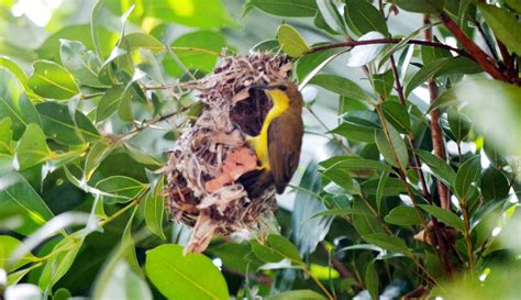 my Gardening Projects: Olive-backed Sunbird making nest