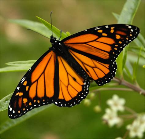 CONOCER MÉXICO POCO A POCO: - Llegan a México miles de Mariposas Monarca