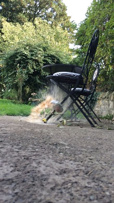 Exploding | Outdoor chairs, Outdoor, Adirondack chair