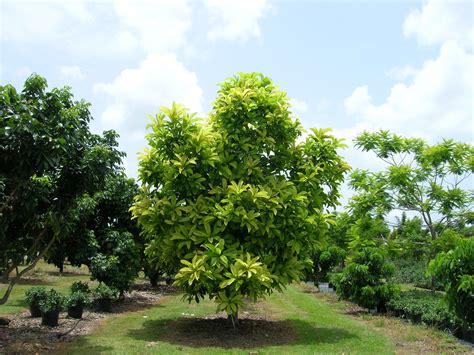 Dillenia indica (Elephant Apple) - Richard Lyons Nursery, Inc.