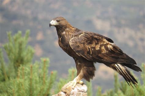 Cambio climático amenaza aves como el Águila Real en SLP - La Orquesta