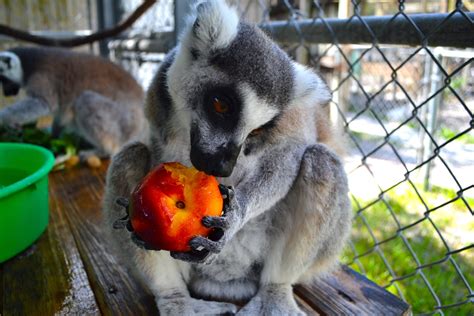 Lemurs - Back to Nature Wildlife Refuge