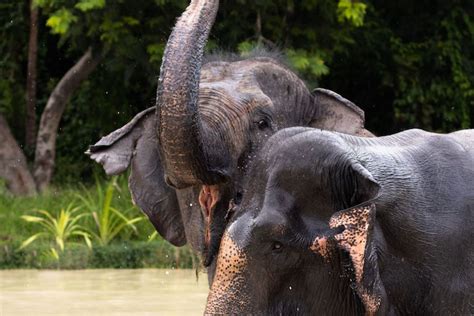 Endangered wildlife face perilous future as vital habitat loses protection in Cambodia