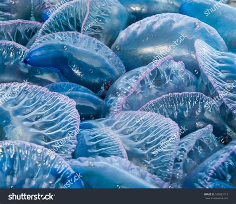 Portuguese Man-O-War Jellyfish Stock Photo 169833113 : Shutterstock