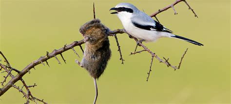 Shrike Bird