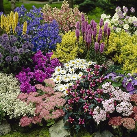 You Garden - Pack of 12 Mixed Winter Hardy Perennial Plants in 9cm Pots - Garden Ready Autumn ...