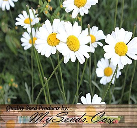 30 x PYRETHRUM DAISY SEEDS - Chrysanthemum cinerariifolium - PYRETHRUM Used To KILL BUGS INSECTS ...