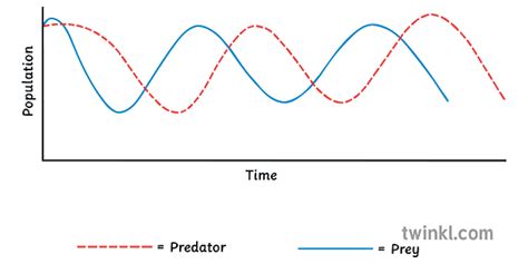 Predator Prey Relationship Graph Science KS3 Illustration - Twinkl