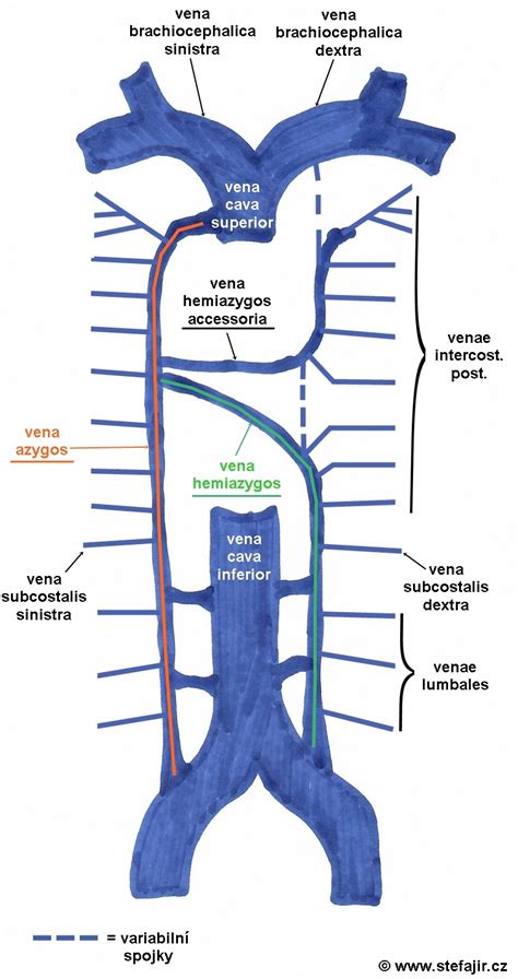 Vena azygos | Medicína, nemoci, studium na 1. LF UK