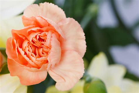 Carnation Flower Free Stock Photo - Public Domain Pictures