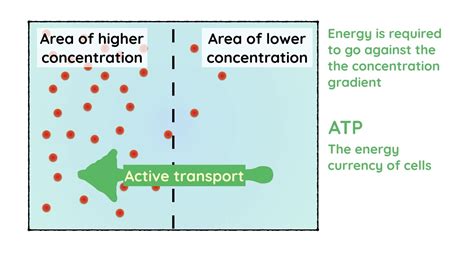 What Is Active Transport In Biology - slideshare