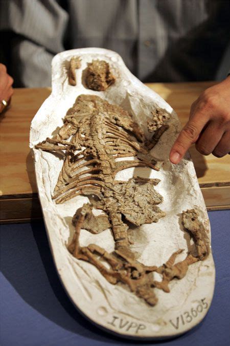 Dinosaur Fossil Found in Mammal's Stomach | Live Science