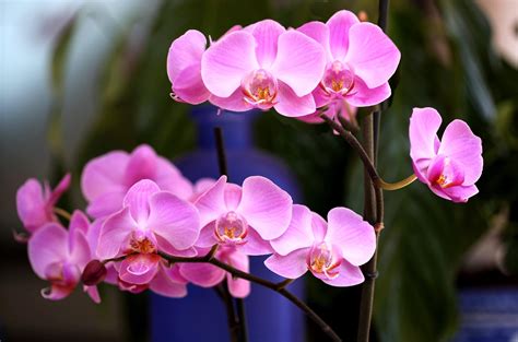 Pink orchids HD wallpaper | Wallpaper Flare