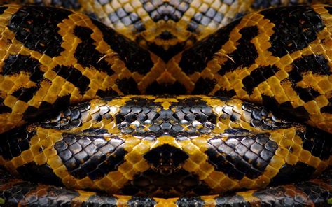 Snake Skin Wallpapers - Wallpaper Cave