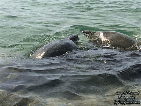 Snorkeling at Napili and Kapalua Beaches - Savor the Moment Photography