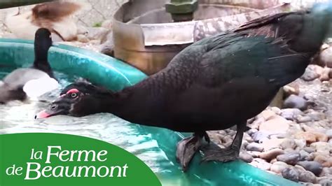 Le Canard de Barbarie - Ferme de Beaumont - YouTube