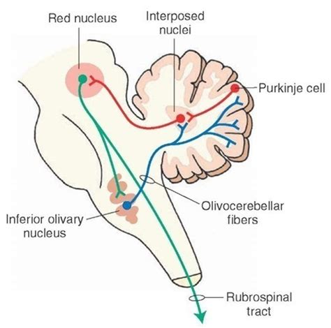 Cerebellum