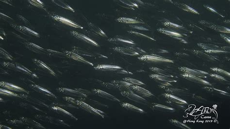 Sardine species - 114e HK Reef Fish