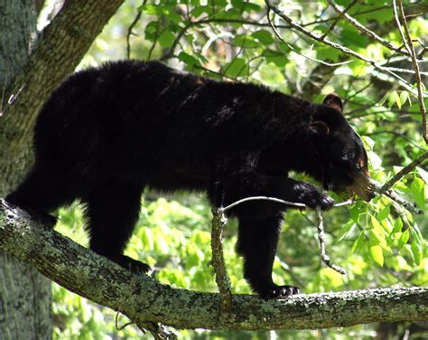 Which Animals Live in the Smoky Mountains? | Smoky Wildlife Control