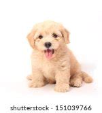Puppy Free Stock Photo - Public Domain Pictures