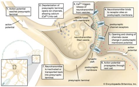 neurotransmitter - Students | Britannica Kids | Homework Help