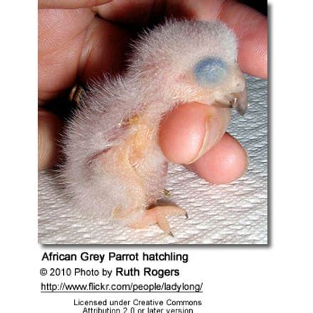 Breeding African Greys aka Grey Parrots