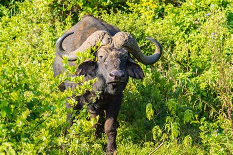 Explore Aberdare National Park - Two-day safari from Nairobi - Shadows Of Africa