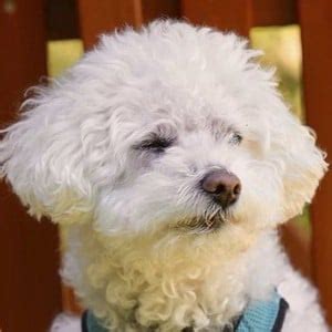 Quincy the Dog - Age, Family, Bio | Famous Birthdays