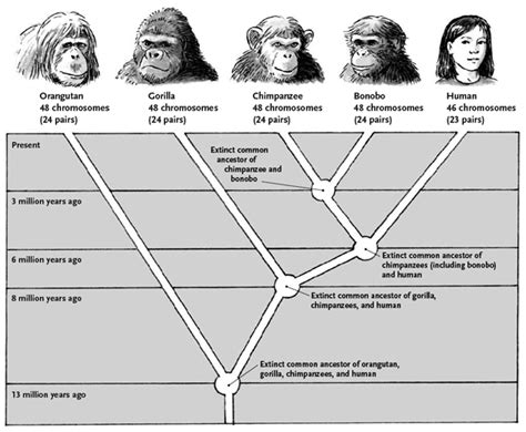 Josh Evolve: Terra Firma: monkey to man [in a nutshell]