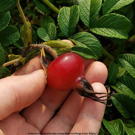 Harvesting Rose Hips for Food and Medicinal Uses