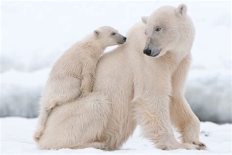 Top 146 + Which animals live in polar region - Lestwinsonline.com