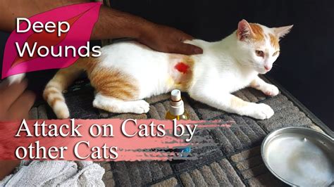 Treating Deep Wounds in Domestic Cats - YouTube