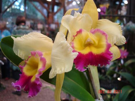 Orchids from Marie Selby Botanical Gardens in Sarasota FL