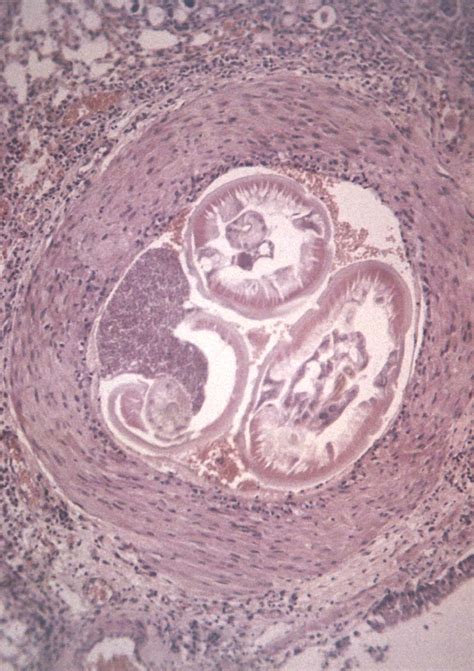 Animal Parasitology