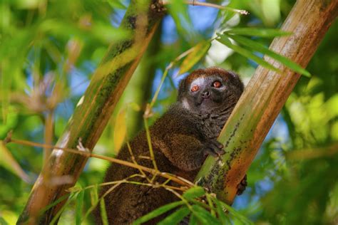 Bamboo Lemur In The Bamboo Forest Photograph by Keren Su