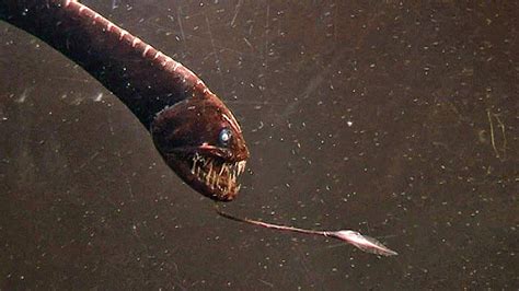 15+ Horrifying Creatures of the Deep Sea | HorizonTimes | Page 10