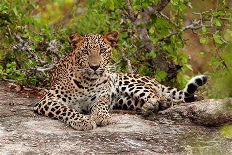 Sri Lanka Leopard | TTC Sri Lanka