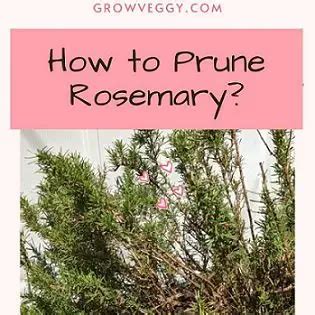 This is how to Prune Rosemary! Tips and Video - Grow Veggy