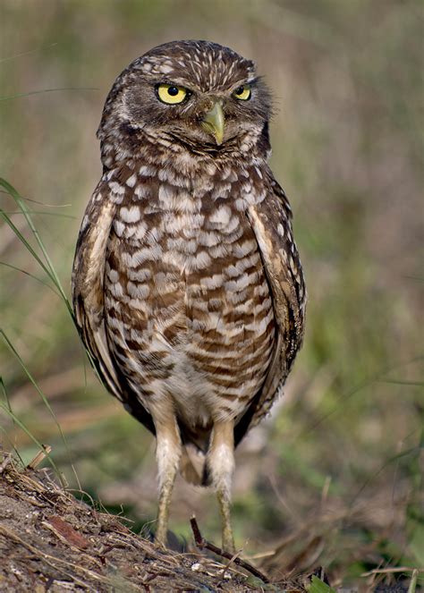 Burrowing Owl Florida – fStop Foundation