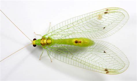 Green Lacewings in the Garden - Information Central