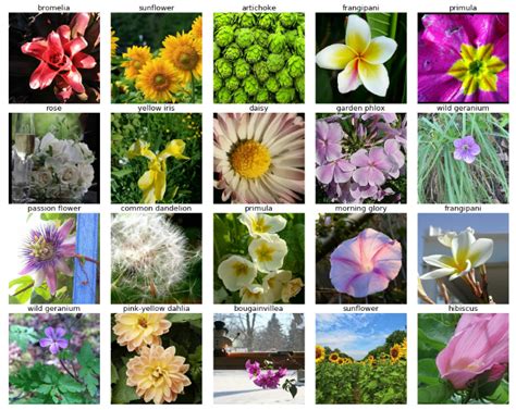 Flower Classification