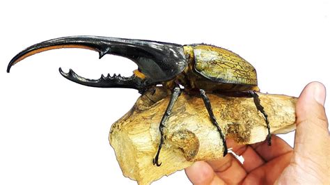 Giant Hercules Beetle