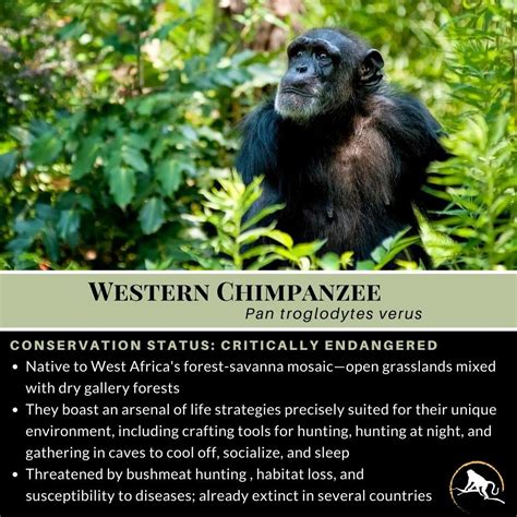 Western Chimpanzee, Pan troglodytes verus | New England Primate Conservancy