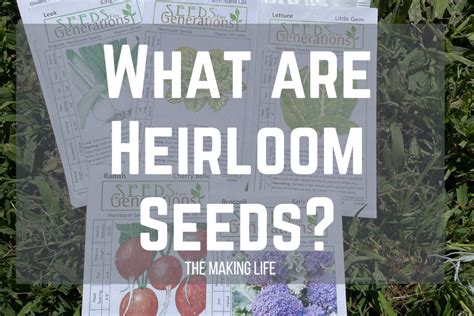 What Are Heirloom Seeds? - the Making Life